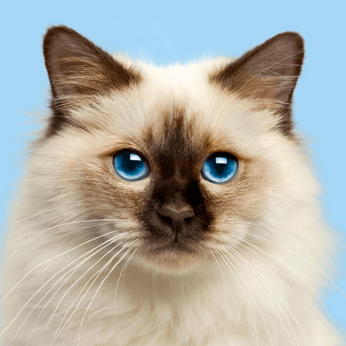 Tabby