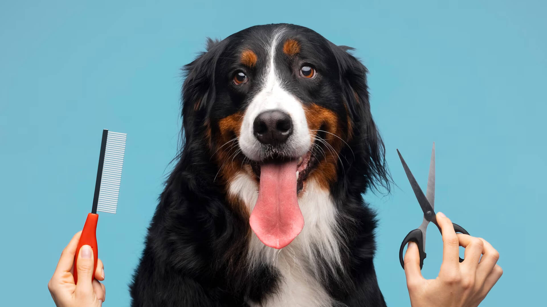 Dog grooming styles
