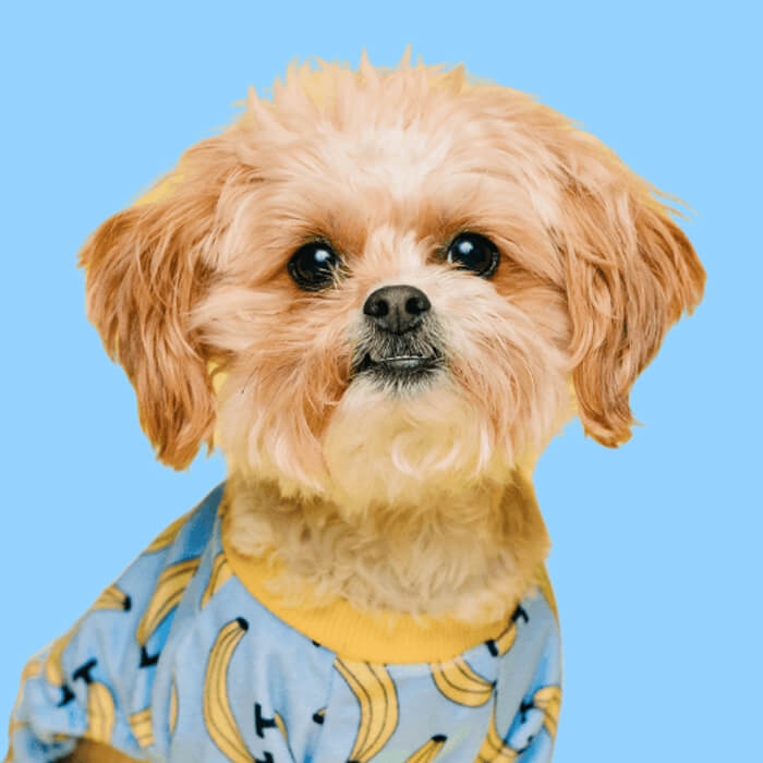 Daisy