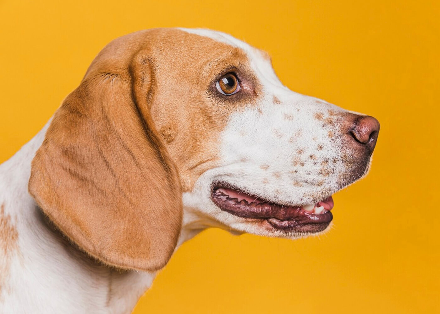 Dog microchipping